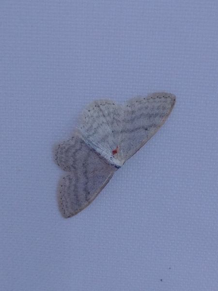 Idaea subsericeata 