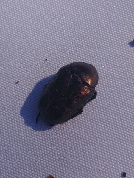 Potosia cuprea 