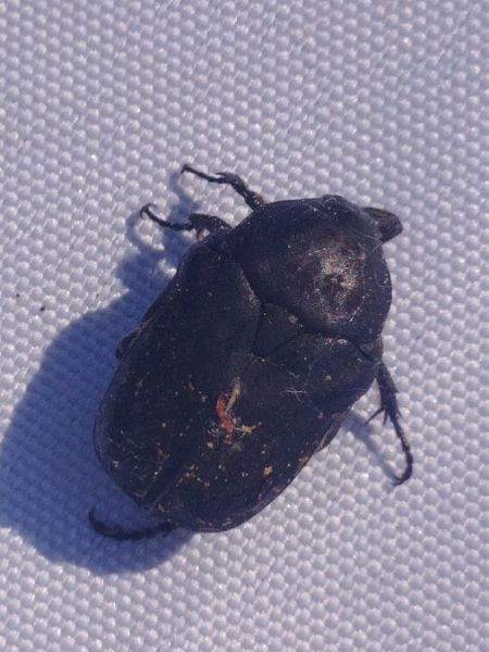 Potosia cuprea 