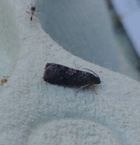 Grapholita sp. 