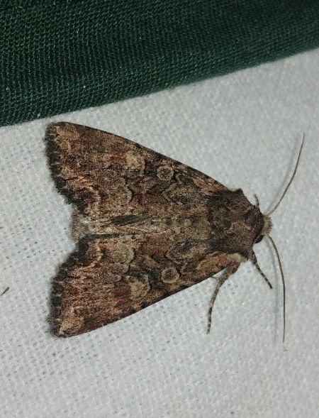 Lacanobia aliena 