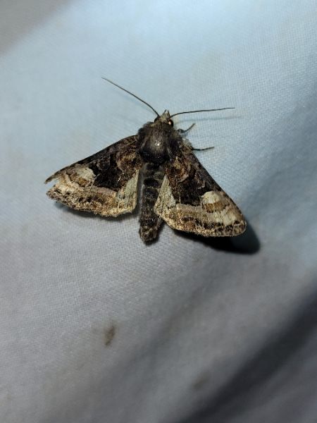Euplexia lucipara  - Thomas Lux