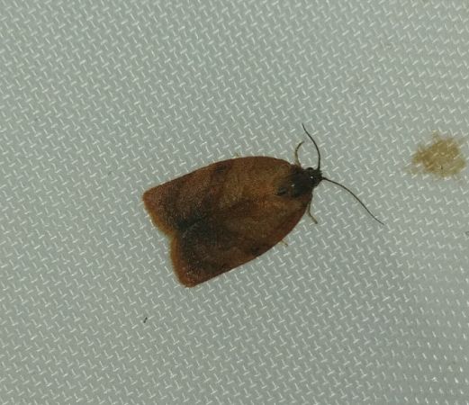 Cacoecimorpha pronubana 