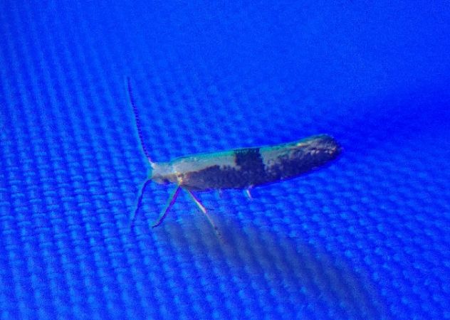Argyresthia spinosella 