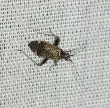 Closterotomus fulvomaculatus 