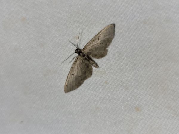 Eupithecia sp.  - Thomas Lux