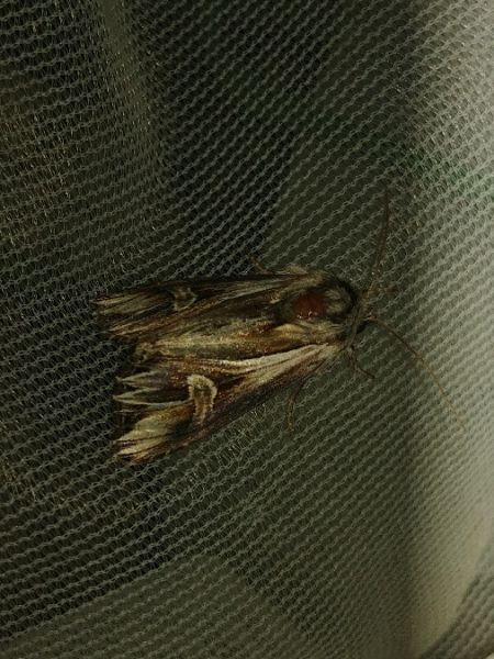 Actinotia polyodon 