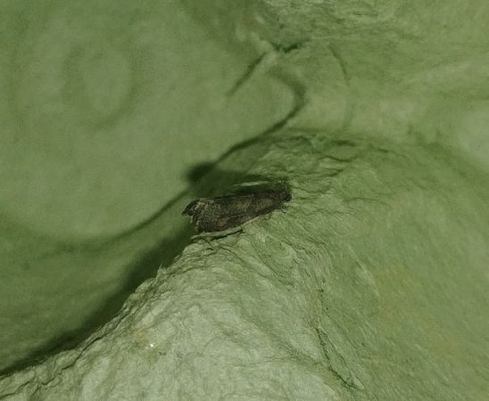 Hypochalcia ahenella 