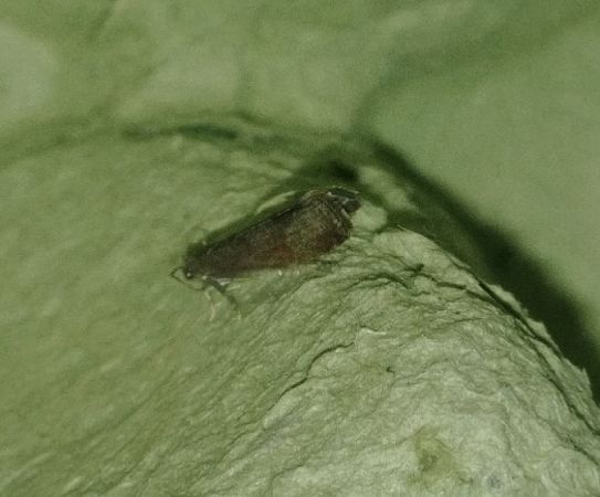 Hypochalcia ahenella 