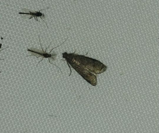 Hypochalcia ahenella 