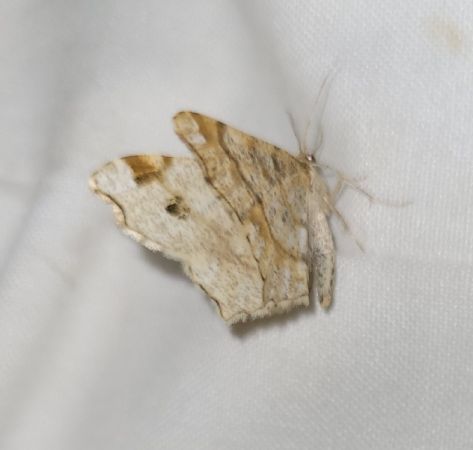 Macaria notata  - Thomas Lux