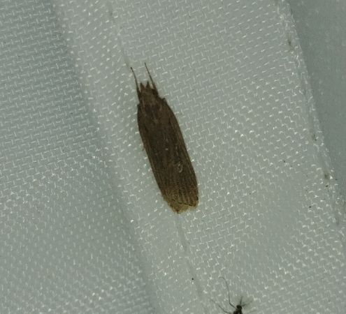 Depressaria sp. 