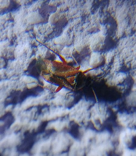 Psallus sp. 