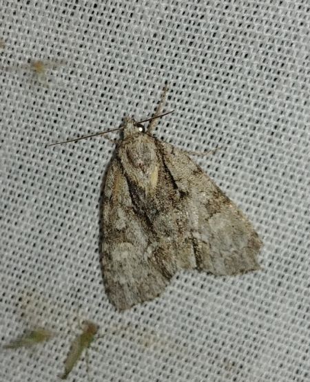 Acronicta strigosa 