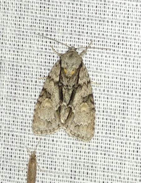 Acronicta strigosa 