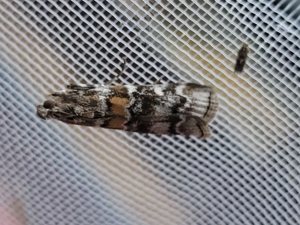 Dioryctria abietella  - Thomas Lux