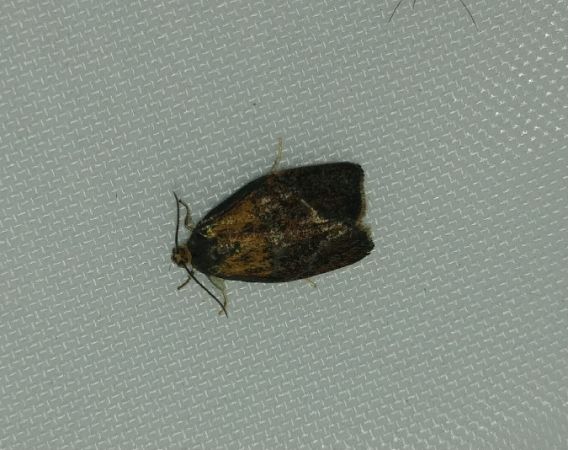 Ptycholoma lecheana 