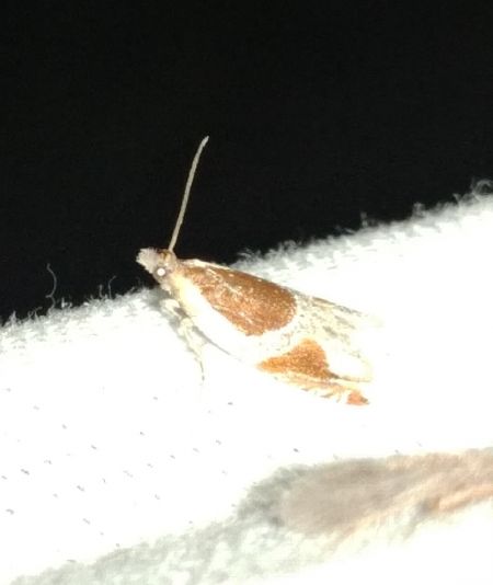 Ancylis unculana 