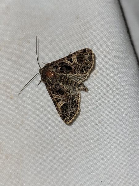 Sideridis rivularis  - Thomas Lux
