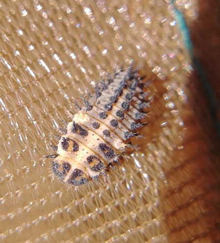 Exochomus quadripustulatus 