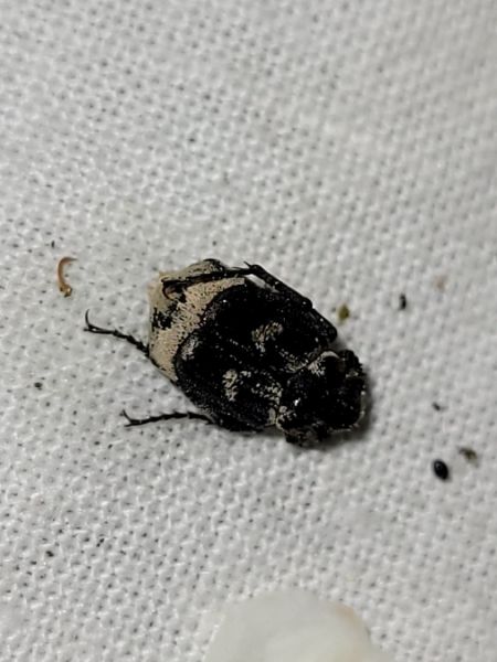 Valgus hemipterus  - Thomas Lux