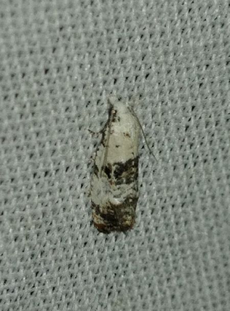 Phtheochroa sodaliana 