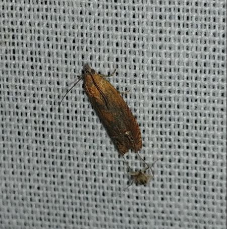 Lathronympha strigana 