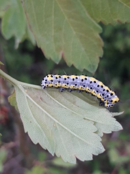 Diloba caeruleocephala  - Sylvain Lethuillier