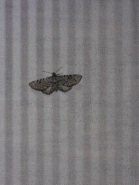 Eupithecia tantillaria  - Sylvain Lethuillier