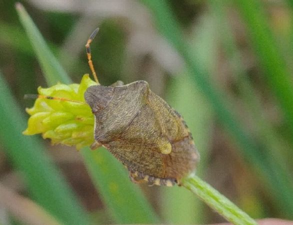 Peribalus strictus vernalis 