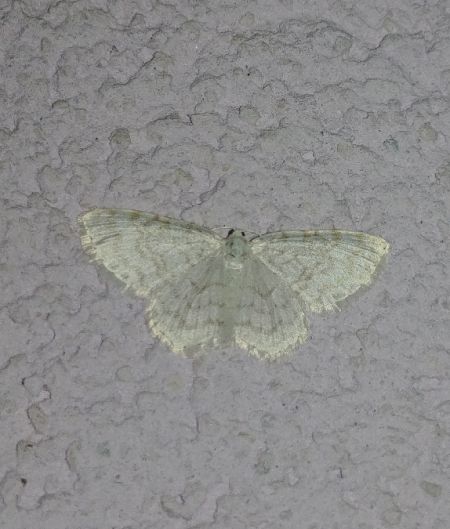 Asthena albulata 