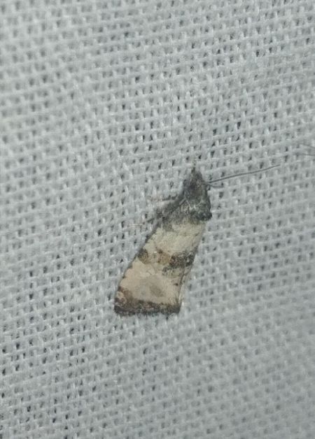 Cochylis atricapitana 