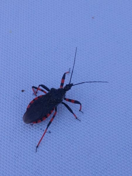 Rhynocoris annulatus 
