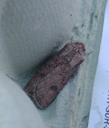 Noctuelle des moissons 