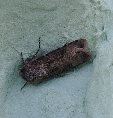 Noctuelle des moissons 