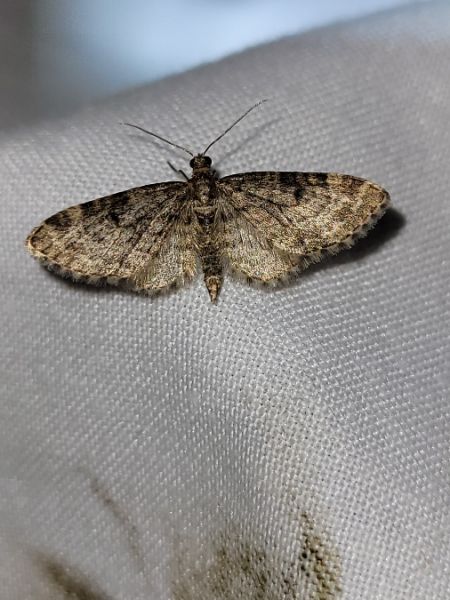 Eupithecia tantillaria  - Thomas Lux