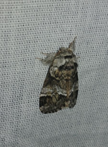 Drymonia dodonaea 