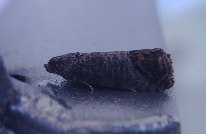 Cydia pomonella 