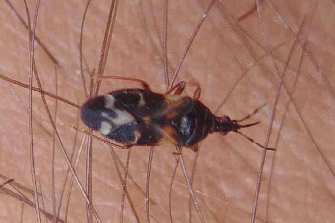 Anthocoris nemoralis 