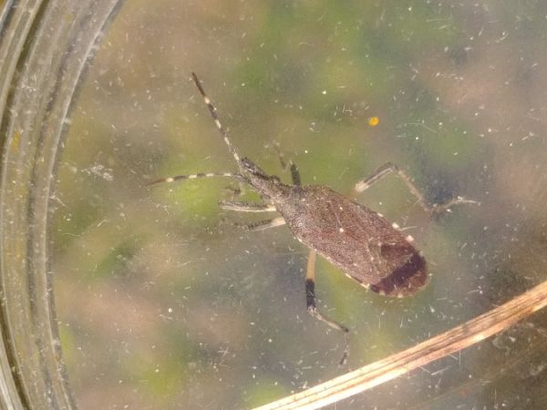 Dicranocephalus agilis 