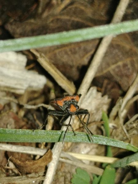 Lygaeus equestris 