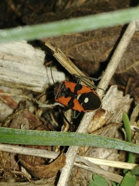 Lygaeus equestris 