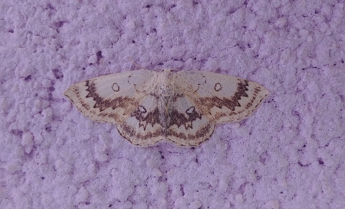 Cyclophora annularia 