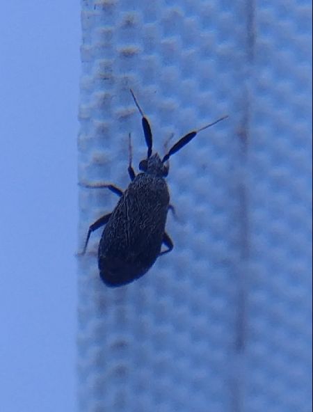 Atractotomus mali 
