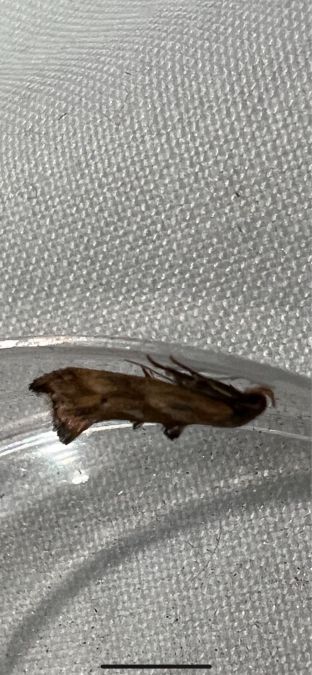 Epermenia falciformis  - Melchior Viallet