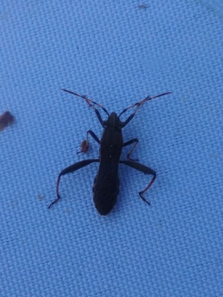 Camptopus lateralis 