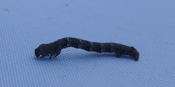 Lycia hirtaria 