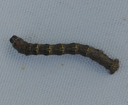 Lycia hirtaria 