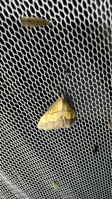 Evergestis limbata  - Melchior Viallet