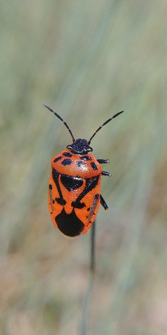 Eurydema ornata 